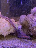 Olivegrüner Schlangenstern / Ophiaracna incrassata