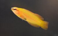 Weißschnauzen Zwergbarsch / Pseudochromis...