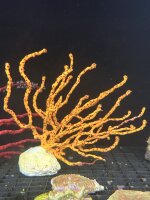 Rote Fingergorgonie / Diodogorgia nodulifera