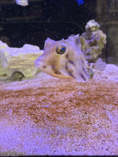 Pyramiden - Kofferfisch / Tetrosomus gibbosus