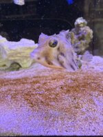 Pyramiden - Kofferfisch / Tetrosomus gibbosus
