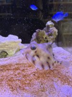 Pyramiden - Kofferfisch / Tetrosomus gibbosus