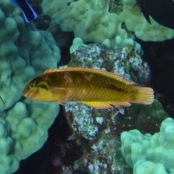 Seegras Lippfisch / Novaculicthys macrolepitodus