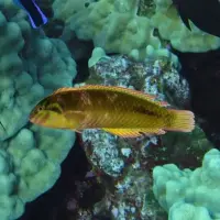 Seegras Lippfisch / Novaculicthys macrolepitodus
