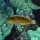 Seegras Lippfisch / Novaculicthys macrolepitodus