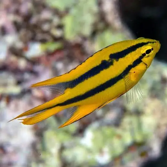 Schwarz gelber Riffbarsch / Neoglyphidodon nigroris