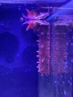 Kleine Warzen Seewalze / Colochirus crassus