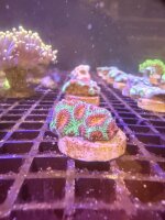 Acanthastrea echinata (Premium Frag)
