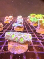 Acanthastrea echinata (Premium Frag)