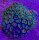 Acanthastrea lordhowensis (Ultra)