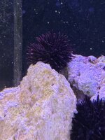 Seeigel Lila Schwarz / Echinometra spp.