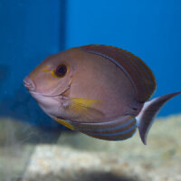 Gelbmasken Doktorfisch / Acanthurus xanthopterus