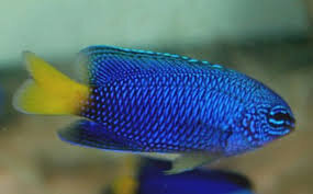 Indonesische Demoiselle / Pomacentrus melanochir