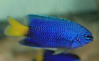 Indonesische Demoiselle / Pomacentrus melanochir