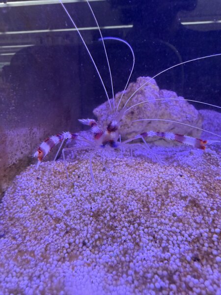 Gebänderte Scherengarnele / Stenopus hispidus