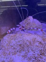 Gebänderte Scherengarnele / Stenopus hispidus