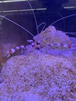 Gebänderte Scherengarnele / Stenopus hispidus