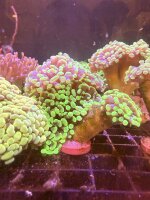 Golden Hammer / Euphylia Sp.