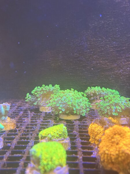 BLumenkorallen / Goniphora sp.