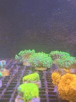 BLumenkorallen / Goniphora sp.