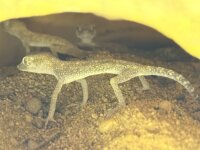 Petris Gecko / Stenodactylus petrii