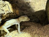 Petris Gecko / Stenodactylus petrii