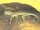 Petris Gecko / Stenodactylus petrii
