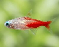 Neonsalmler  Gold / Paracheirodon innesi