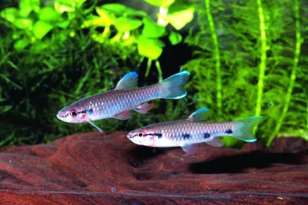 Dreipunkt Pyrrhulina / Pyrrhulina spilota