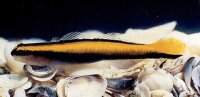 Gelbe Neonputzergrundel / Elacatinus figaro