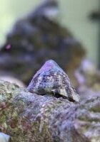 Rötliche Kegelschnecke / Trochus histrio