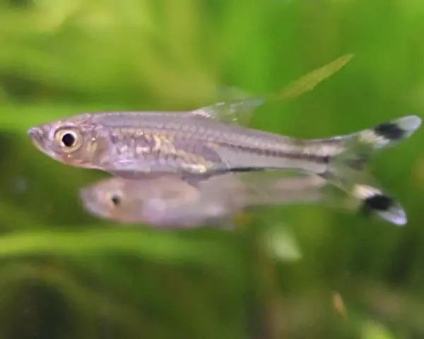 Glasbärbling / Rasbora trilineata
