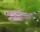Glasbärbling / Rasbora trilineata