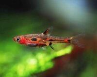 Microrasbora / Boraras micros
