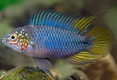 Borellis Zwergbuntbarsch Opal / Apistogramma borelli