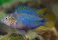 Borellis Zwergbuntbarsch Opal / Apistogramma borelli