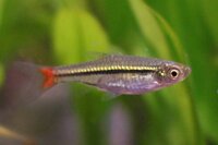 Rotschwanz rasbora / Rasbora borapetensis
