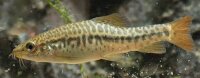 Inle zwergschmerle / Petruicthys brevis