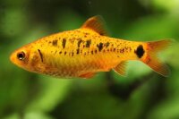 Messingbarbe / Puntius semifasciolatus