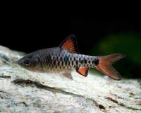 Eilandbarbe / Barbus oligolepis