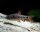 Eilandbarbe / Barbus oligolepis