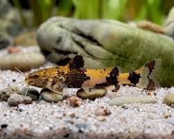 Hummel zwergwels / Akysis vespas