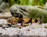 Hummel zwergwels / Akysis vespas