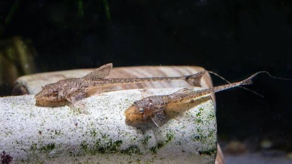 Hexenwels / Hemiloricaria parva