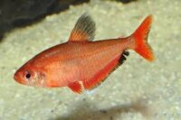 Minorsalmler / Hyphessobrycon minor