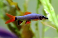 Zügelfransenlipper / Epalzeorhynchus frenatus
