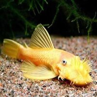 L-144 Red eye Lemon Ansistruce Med