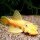L-144 Red eye Lemon Ansistruce Med