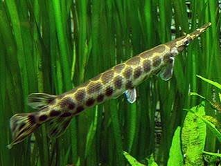Gefleckter Knochenhecht / Lepisostens oculatus