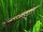 Gefleckter Knochenhecht / Lepisostens oculatus